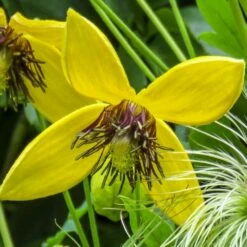 Clematis 'Bill MacKenzie' -plant store pl0000000008 card3 lg