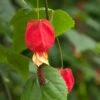 Abutilon Megapotamicum 2 Abutilon Megapotamicum -plant store pl0000000017