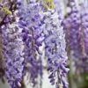 Wisteria Sinensis 2 Wisteria Sinensis -plant store pl0000000028