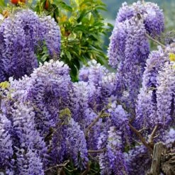 Wisteria Sinensis -plant store pl0000000028 card3 lg