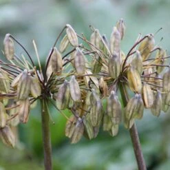 Agapanthus Africanus 7 Agapanthus Africanus -plant store pl0000000195 card3 lg