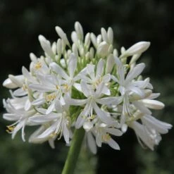 Agapanthus Africanus 'Albus'