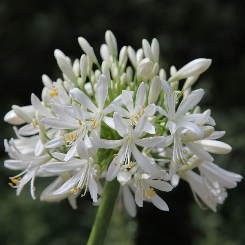 Agapanthus Africanus 'Albus' 3 Agapanthus Africanus 'Albus'