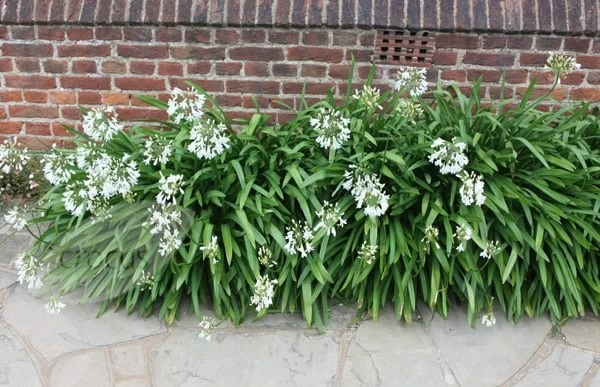 Agapanthus Africanus 'Albus' 4 Agapanthus Africanus 'Albus' - Image 2