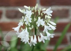 Agapanthus Africanus 'Albus' 7 Agapanthus Africanus 'Albus' -plant store pl0000000196 card3 lg