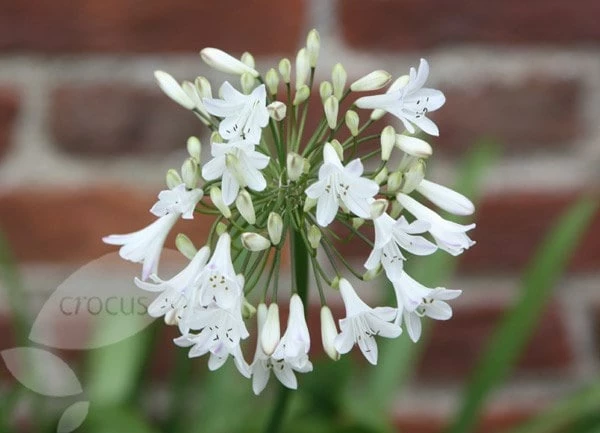 Agapanthus Africanus 'Albus' 5 Agapanthus Africanus 'Albus' - Image 3