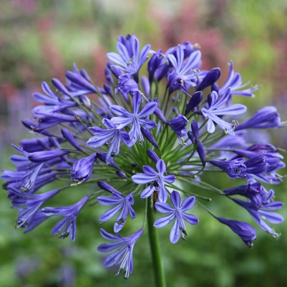 Agapanthus 'Headbourne Hybrids' 2 Agapanthus 'Headbourne Hybrids'