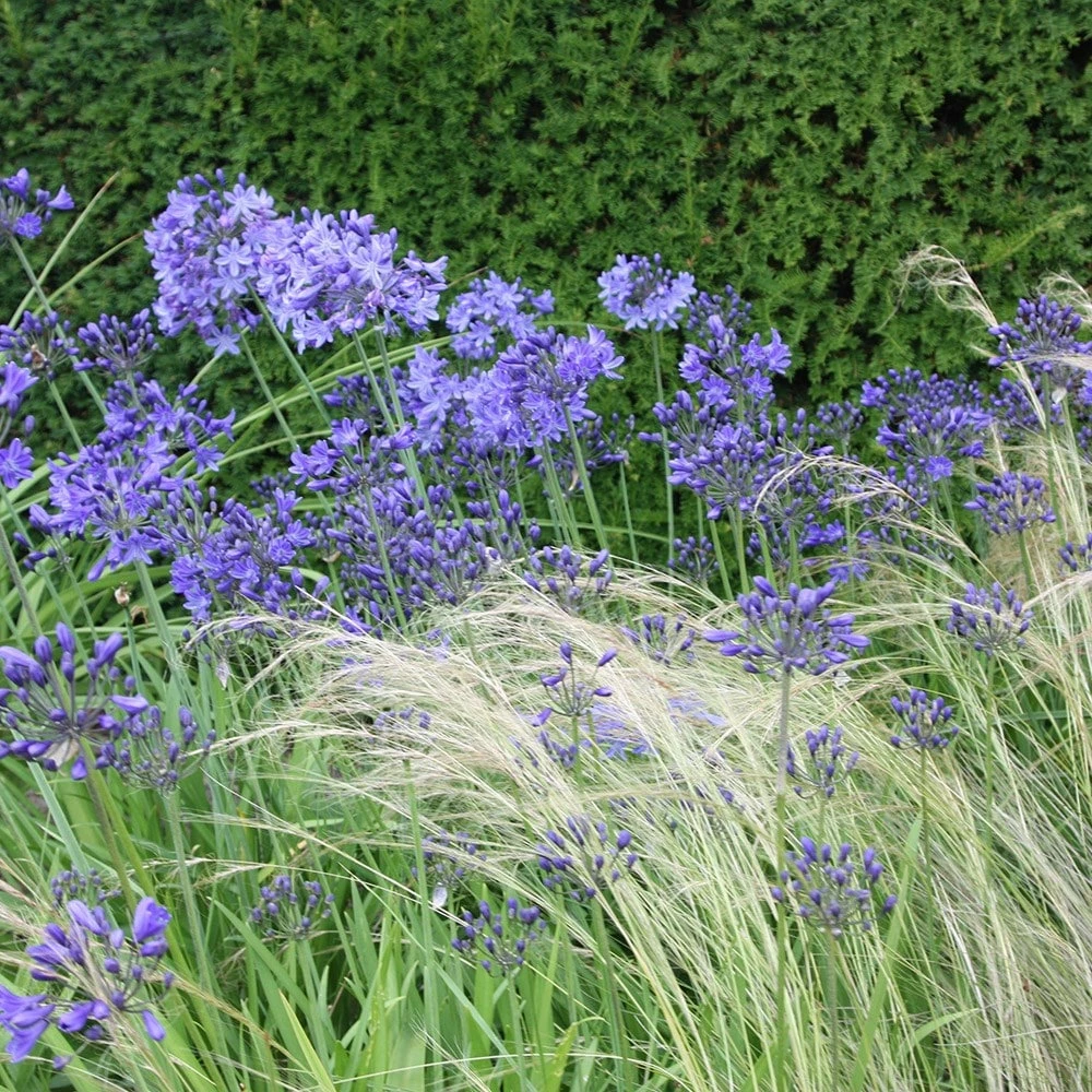 Agapanthus 'Headbourne Hybrids' 3 Agapanthus 'Headbourne Hybrids' - Image 2