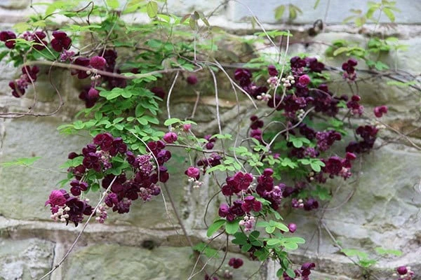 Akebia Quinata 4 Akebia Quinata - Image 2