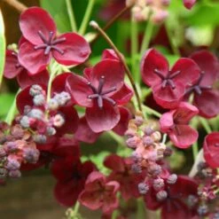 Akebia Quinata 8 Akebia Quinata -plant store pl0000000225 card3 lg