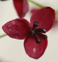 Akebia Quinata 9 Akebia Quinata -plant store pl0000000225 card4 lg