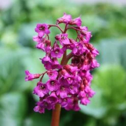 Bergenia 'Abendglut'