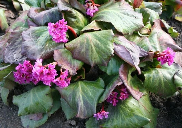 Bergenia 'Abendglut' 4 Bergenia 'Abendglut' - Image 2