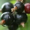 Blackcurrant 'Ben Connan' -plant store pl0000000376