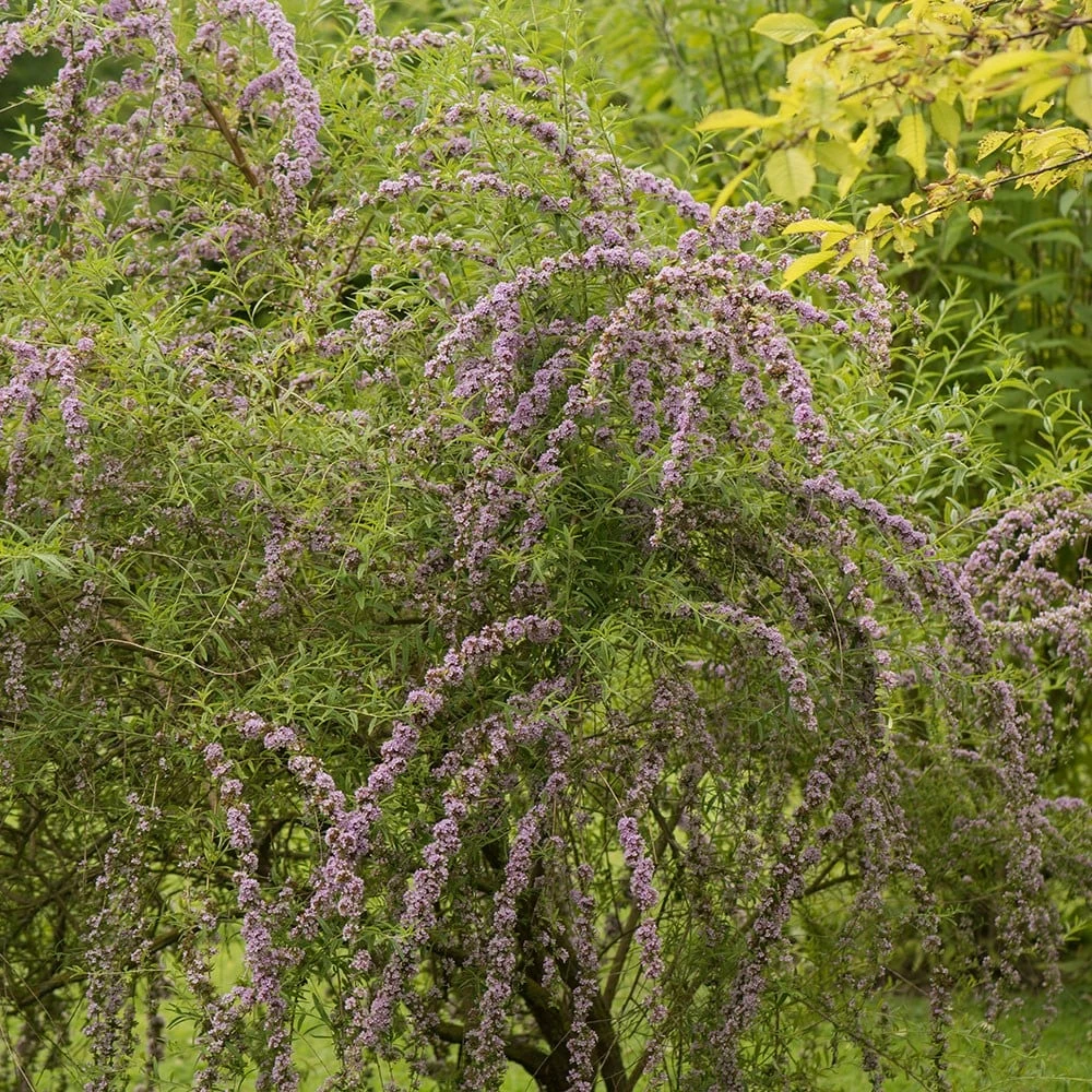 Buddleja Alternifolia 4 Buddleja Alternifolia - Image 2