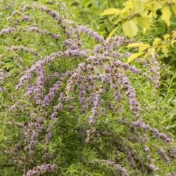 Buddleja Alternifolia 8 Buddleja Alternifolia -plant store pl0000000408 card3 lg
