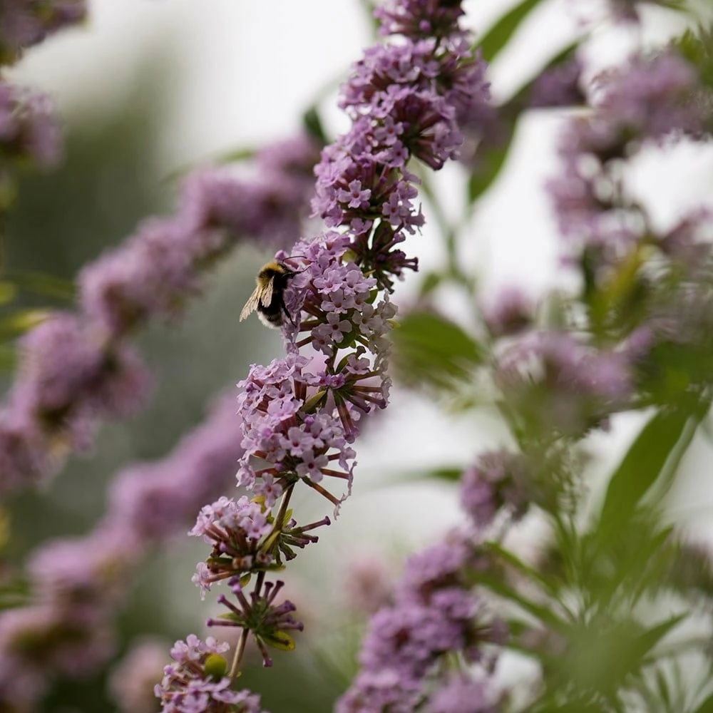 Buddleja Alternifolia 6 Buddleja Alternifolia - Image 4