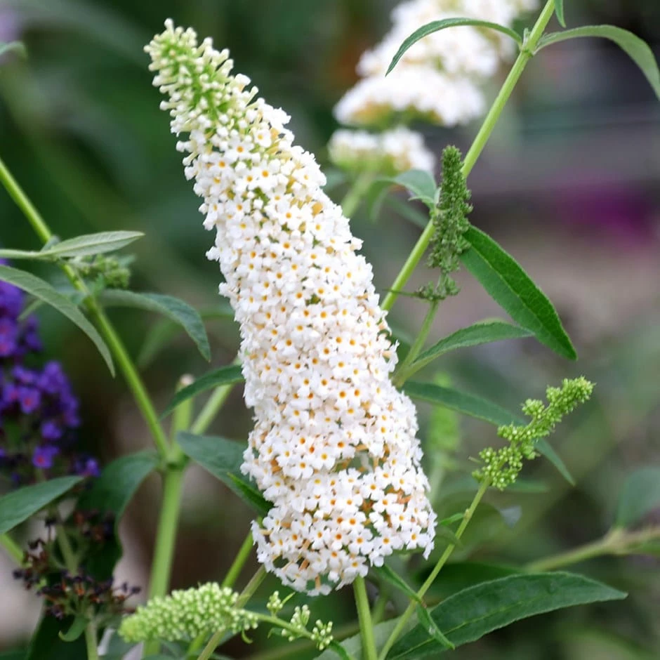 Buddleja Davidii 'White Profusion' 3 Buddleja Davidii 'White Profusion'