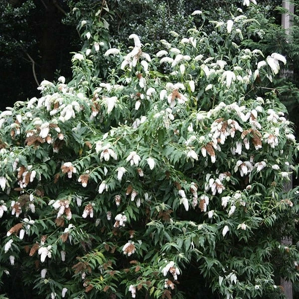Buddleja Davidii 'White Profusion' 4 Buddleja Davidii 'White Profusion' - Image 2