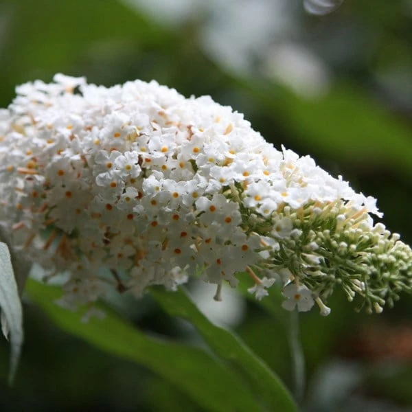 Buddleja Davidii 'White Profusion' 5 Buddleja Davidii 'White Profusion' - Image 3