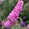 Buddleja 'Pink Delight' 1 Buddleja 'Pink Delight' -plant store pl0000000421