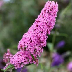 Buddleja 'Pink Delight'
