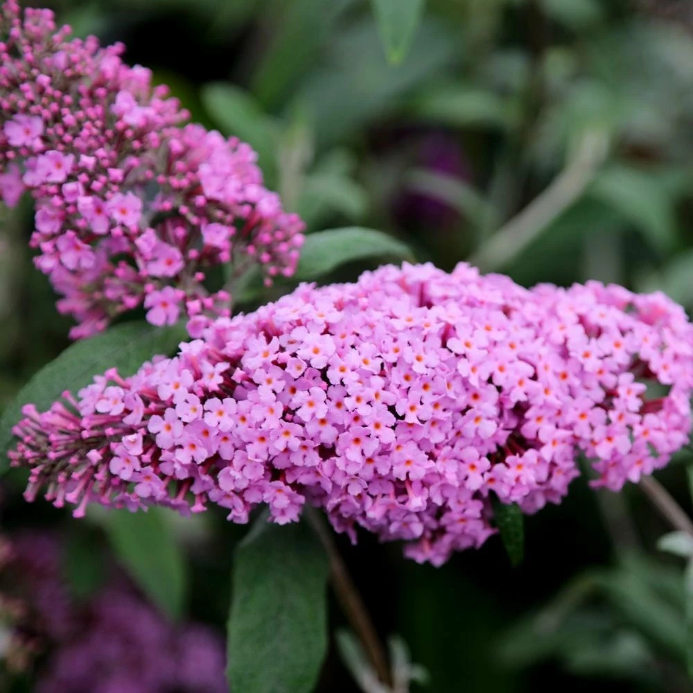 Buddleja 'Pink Delight' 4 Buddleja 'Pink Delight' - Image 2