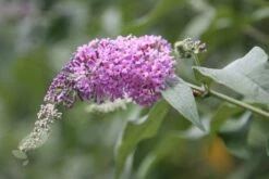 Buddleja 'Pink Delight' 9 Buddleja 'Pink Delight' -plant store pl0000000421 card4 lg