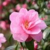 Camellia × Williamsii 'Donation' 1 Camellia × Williamsii 'Donation' -plant store pl0000000636