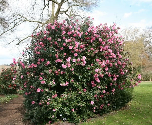 Camellia × Williamsii 'Donation' 4 Camellia × Williamsii 'Donation' - Image 2