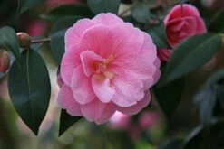 Camellia × Williamsii 'Donation' 8 Camellia × Williamsii 'Donation' -plant store pl0000000636 card3 lg