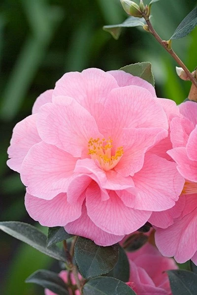 Camellia × Williamsii 'Donation' 6 Camellia × Williamsii 'Donation' - Image 4