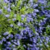 Ceanothus 'Concha' 1 Ceanothus 'Concha' -plant store pl0000000714