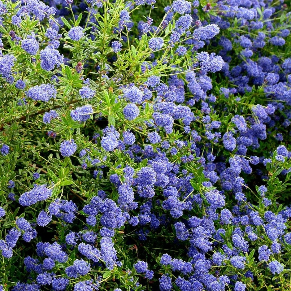 Ceanothus 'Concha' 3 Ceanothus 'Concha'