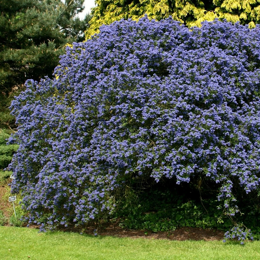 Ceanothus 'Concha' 4 Ceanothus 'Concha' - Image 2