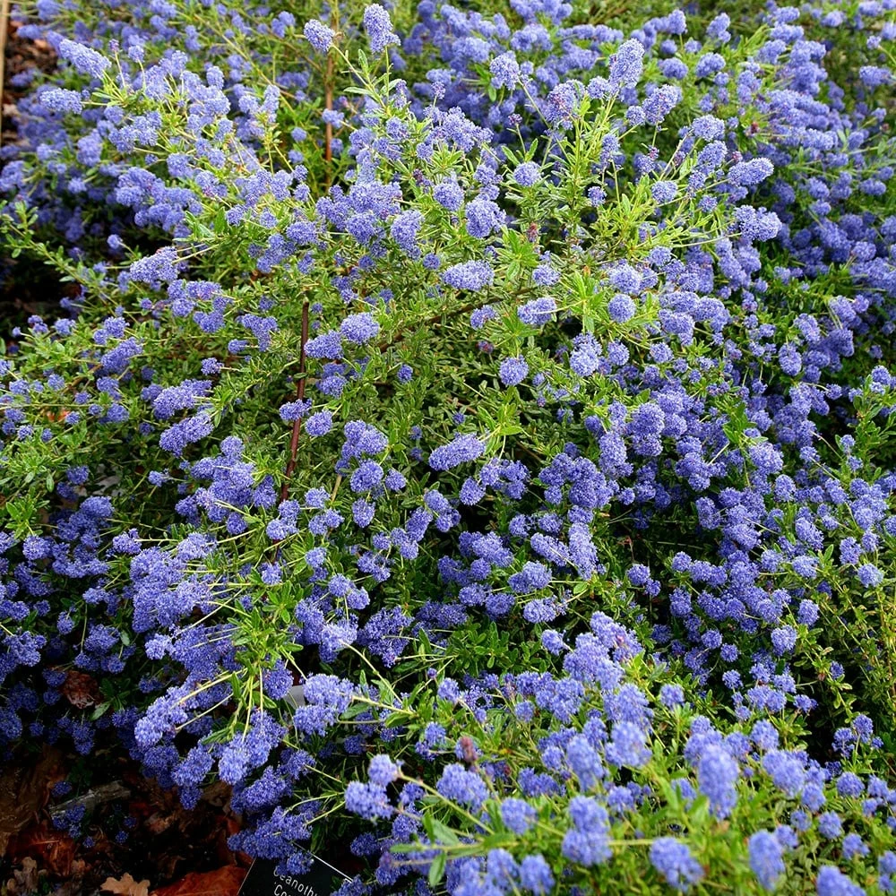 Ceanothus 'Concha' 5 Ceanothus 'Concha' - Image 3