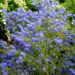 Ceanothus 'Concha' 9 Ceanothus 'Concha' -plant store pl0000000714 card4 lg
