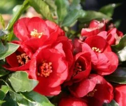 Chaenomeles × Superba 'Crimson And Gold' -plant store pl0000000780 card4 lg