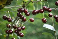 Cherry 'Sunburst' -plant store pl0000000817 card3 lg