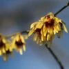 Chimonanthus Praecox 2 Chimonanthus Praecox -plant store pl0000000820