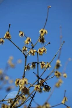 Chimonanthus Praecox 7 Chimonanthus Praecox -plant store pl0000000820 card2 lg