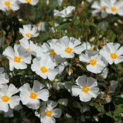 Cistus × Hybridus
