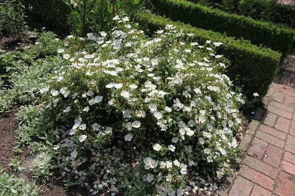 Cistus × Hybridus 4 Cistus × Hybridus - Image 2