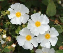 Cistus × Hybridus 7 Cistus × Hybridus -plant store pl0000000832 card3 lg