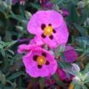 Cistus × Purpureus 2 Cistus × Purpureus -plant store pl0000000848