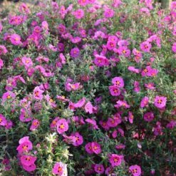 Cistus × Purpureus -plant store pl0000000848 card3 lg