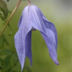 Clematis 'Frances Rivis' -plant store pl0000000856 card3 lg