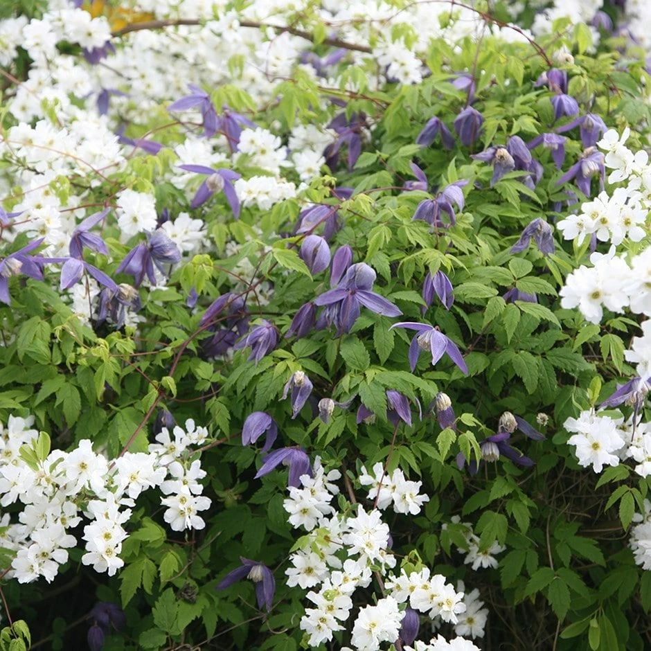 Clematis 'Frankie' 3 Clematis 'Frankie'