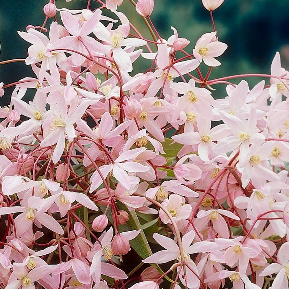 Clematis 'Apple Blossom' 4 Clematis 'Apple Blossom' - Image 2