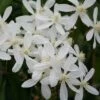 Clematis Armandi 'Snowdrift' -plant store pl0000000865